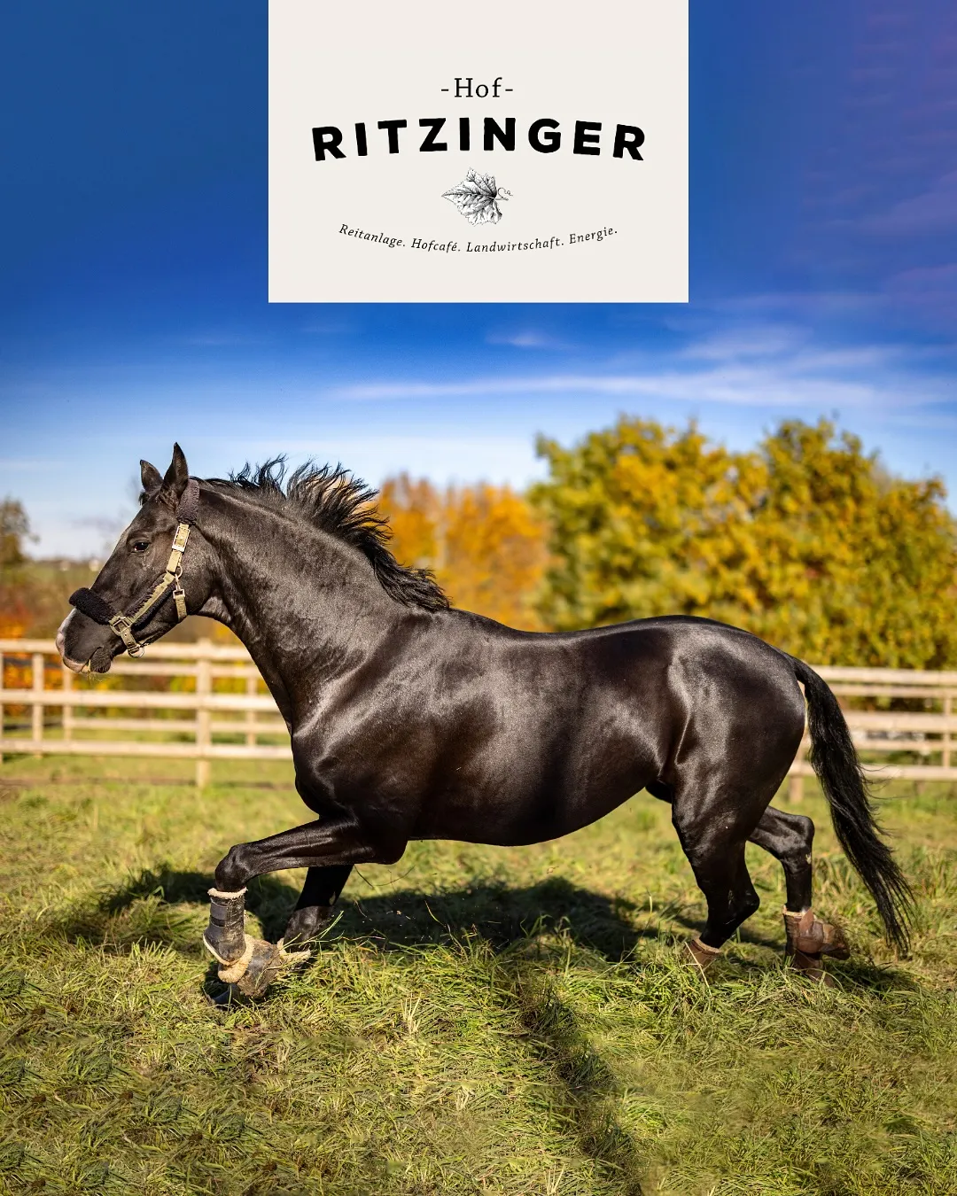 Fotoprojekt Hof Ritzinger – galoppierendes Pferd